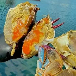 국내산 제철 냉동 알배기 암꽃게 3kg 싱싱한 봄꽃게