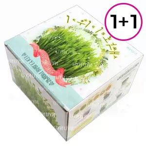식물 재배 세트 2p 새싹 보리 미니 화분 홈가드닝 교육 취미 1+1