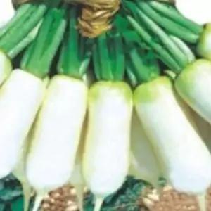 알타리무 씨앗 종자 500g 채소모종 쌈채소모종 텃밭