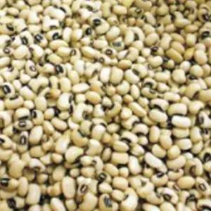 동부콩씨앗 동부콩종자 메주콩 원예용 열매 홈가드닝 채소 600g