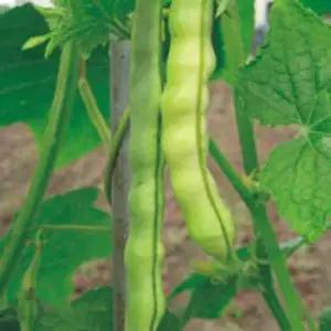 씨앗 적색 난쟁이 강남콩 채소 껍질 종자 600g