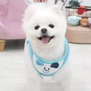 [펫] 산책 하네스 귀여운 강아지 가슴줄 외출 블루 1P 소형