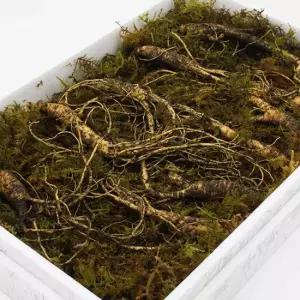 국내산 강원도 횡성 산양삼 5-6년산 건강용 50g 10-15뿌리 내외 산양산삼 장뇌삼
