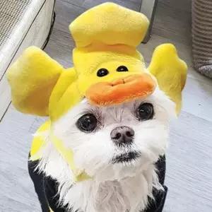 [반려] 펫 해피파티 모자 고양이 강아지 애견용품 강아지모자 애완모자 개모자
