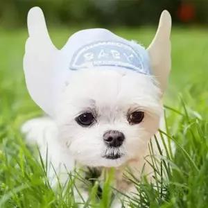 [반려] 펫 고양이 해피파티 천사 모자 애견용품 강아지 강아지모자 애완모자