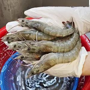 [산해직송]활새우 흰다리새우 1kg