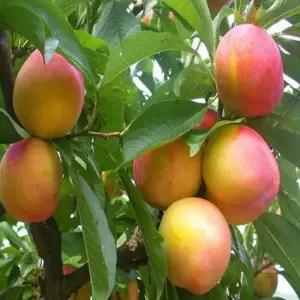 자두나무(후무사)성목R3CM(결실주)유실수묘목A0170