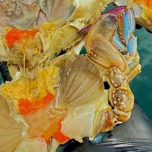 국내산 제철 냉동 알배기 암꽃게 1kg 싱싱한 봄꽃게