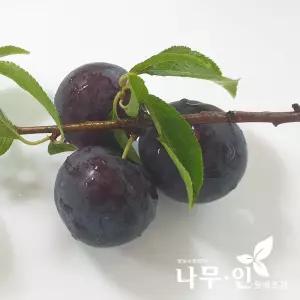 [나무인]바이오체리 나무묘목  흑자두 2그루