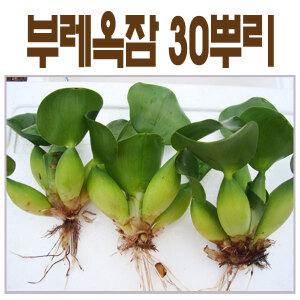부레옥잠 30뿌리 - 수질정화,식물의구조
