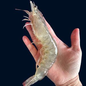 [파시] 신선급냉 국내산 신안 흰다리새우 1kg 