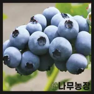블루베리묘목 베리 준베리 듀크 뉴하노버 우수품종 포트 화분