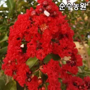 배롱나무 묘목, 다이너마이트 개화주 24cm포트 1개/꽃나무/조경수