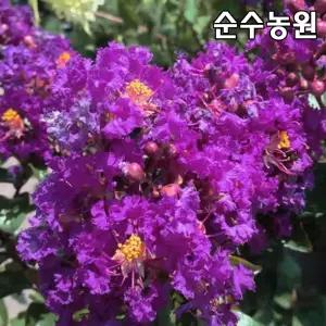 배롱나무 묘목, 퍼플엘프 개화주 24cm포트 1개/꽃나무/조경수