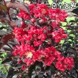 자엽배롱나무 묘목, 에보니엠버 개화주 24cm포트 1개/자엽백일홍