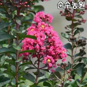 왜성배롱나무 묘목, 베리다즐 개화주 24cm포트 1개/미니배롱