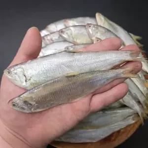 [NS홈쇼핑]횟감용 급냉 밴댕이 1kg[36019309]