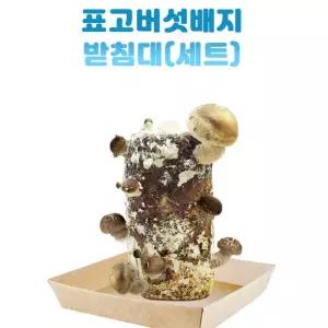 과학실험 표고버섯 배지 받침대세트 버섯재배 관찰학습 반려식물 생태교육 사철나무잎 STEAM교구