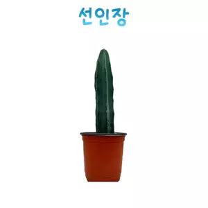 학습용 선인장 식물관찰용 실험교구 식물탐구 생태교육 사철나무잎 방과후수업 학교과학준비물