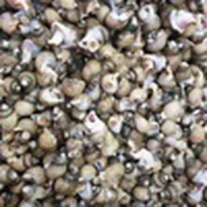 동해안 자연산 냉동골뱅이 흑골뱅이 자숙 급냉 해산물 수산물 대 1KG (20-40미) [자숙급냉] X 2개