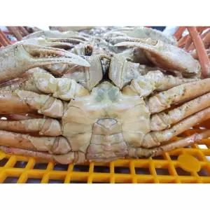 러시아 자숙 대게 게살 찜용 냉동 선물 간편식 캠핑 8KG(자숙 전 중량)