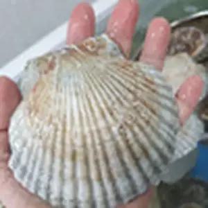 대왕 참가리비 가리비치즈구이 구이 찜 캠핑 술안주 해산물 수산물 1KG X 2개