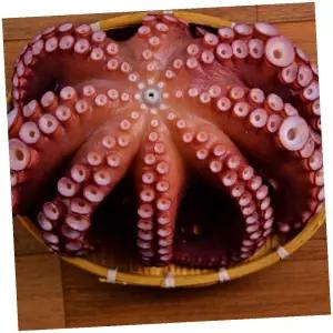 지아오 참문어 3.5KG 자숙 후 2.1KG 문어숙회 냉동문어