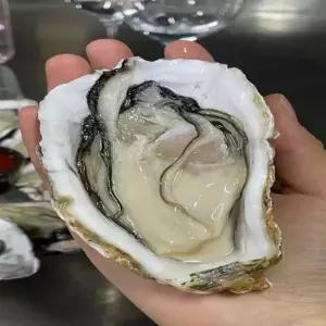 통영 삼배체굴 1kg 2~4미 내외 개체굴 제철 남해안 횟감용 대왕 바위굴 각굴 굴전 구이 찜 석화 사계절