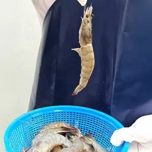 흰다리 새우 2kg(72-90미 내외) 구이 찜