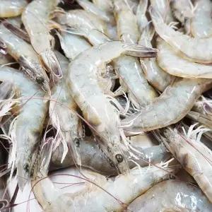 국내산 생물 흰다리새우 1kg(45미 내외)