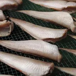 반건조 통영 나막스 400500g 46미 반건조나막스 통영 물메기 붉은메기 반 건조물메기 바닥 대구 아재비