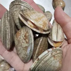 국내산 신선 왕바지락 1kg 해감 특대 바지락