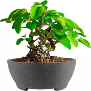 배수 구멍이 있는 7인치 회색 언글레이즈 분재 냄비 - 피쿠스 나무 다육식물 및 실내 위한 세라믹 점토