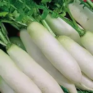 궁중무 씨앗 깍두기 무말랭이 단무지 무 아 채소 작물