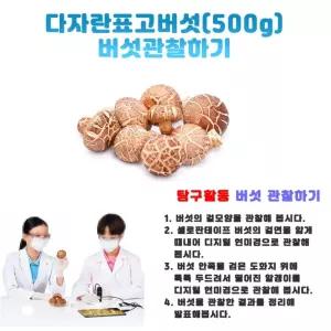 과학수업용 표고버섯관찰 표고버섯 500g 생태관찰키트 반려식물 자연학습 생물교구 사철나무잎