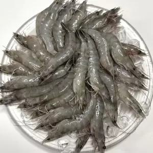 국내산 생물 활새우 흰다리새우 1kg