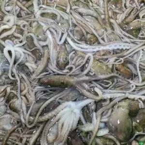목포 자연산 뻘낙지 소 사이즈 5마리