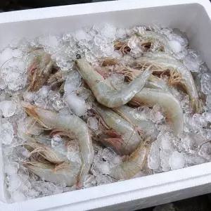 국내산 자연산 대하 제철 생물 새우 급냉 1kg (약 30미)
