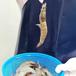 [산해직송]활새우 흰다리새우 1kg(36-45미 내외)