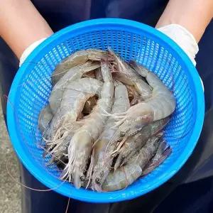 [산해직송]활새우 흰다리새우 2kg(72-90미 내외)