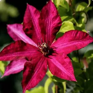 클레마티스209번 솔리다르노시치 p9포트묘 덩굴식물 으아리꽃