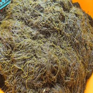지아수산 완도 염장 꼬시래기 1kg/2kg/4kg 국산 꼬시래기 반찬용