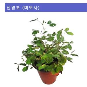 미모사 키우기 자극반응탐구 신경초 관찰키트 과학실험준비물 방과후수업 생태교육 생물교구 식물학습