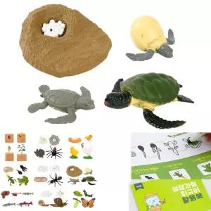 자연과학 관찰 수업 거북이 성장과정 표본 피규어+활용북 인기 생물학습 학습 자연관찰 생물교육