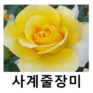장미나무 묘목 사계줄장미 골드바니 포트묘