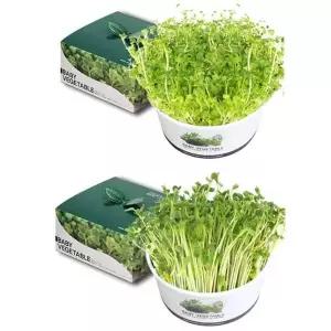 청경채 브로콜리 새싹 채소 키우기 DIY 키트 베란다텃밭화분