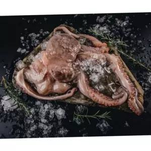 싱싱한 활 돌문어 캠핑용 자연산 돌문어 1kg 통영 숙회