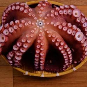 싱싱한 자숙 참문어 숙회용 국내산 자숙 문어 요리 반찬