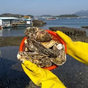 BS 산지직송 국내산 통영 제철 삼배체굴 7kg