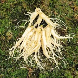 금산인삼 수삼 흠있는 난발삼 중 1채 700g 15 18뿌리 세척인삼 선물세트 한가위 부모님 추석 가족 시댁